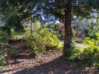 Fototapeta premium Landscaped area with shrubs, rhododendrons and large tree, with evening shadows being cast over wood chips in the foreground