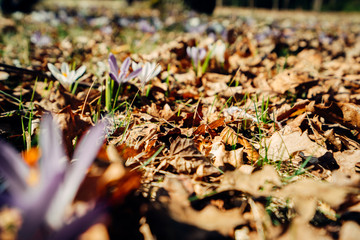 Dead leaves in park. Berlin. Germany.