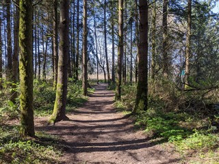 Straight path through a wooded area, with evening shadows falling on the path and surrounding landscape and patches of sky visible in the background