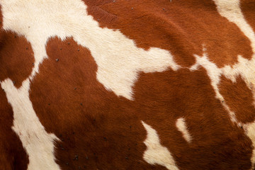 Close-up of a cow skin. Brown cow texture