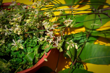 yellow background with neem flowers and leafs,nim paste or leaves and flowers beautiful view,...