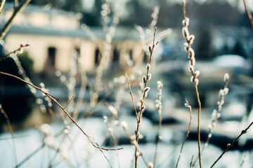 spring willow