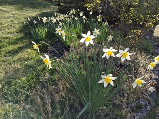 Daffodils along the edge of a landscaped area, with shadows cast by evening sun