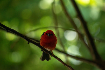 Roter kleiner Vogel in der Nahaufnahme