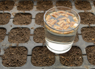 Soaking seeds in water before planting. How to plant seeds Concept
