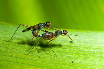 Macro insect is breeding on a leaves, Soft and blur style