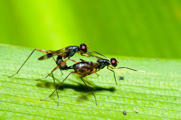 Macro insect is breeding on a leaves, Soft and blur style
