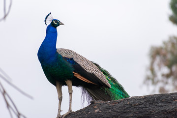 Obraz premium Peacock