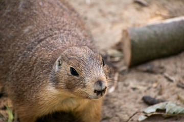 Einzelnes Erdmännchen in der Nahaufnahme