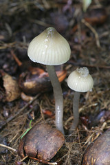 Hygrocybe irrigata (syn. Gliophorus irrigatus), known as the slimy waxcap, wild mushroom from Finland