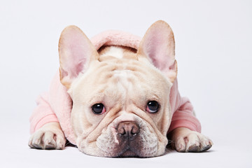 French Bulldog lying on the floor looking cute