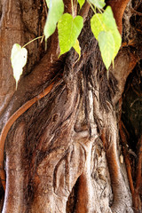 Close-up view of a magnificent old tree