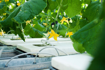 Closeup view of cucumber plants growing inside a modern greenhouse