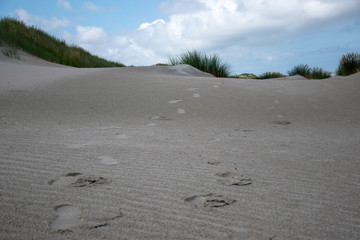 Dünen von Baltrum