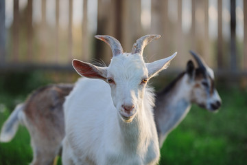 Close-up portrait of two young goats on a farm