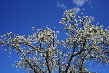 Weiße Blütenlandschaft vor blauem Himmel und kleinen Wolken