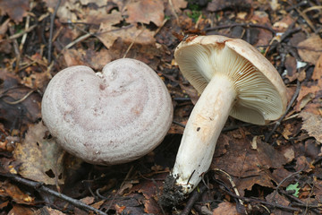 Lactarius flexuosus, known as the stumpy milkcap, wild edible mushroom from Finland