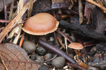 Tubaria furfuracea, commonly known as the scurfy twiglet, wild mushroom growing in winter in Finland