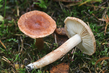 Tricholoma vaccinum, commonly known as the russet scaly tricholoma, the scaly knight, or the fuzztop