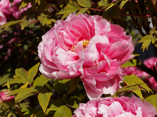 Close up on a stunning doubleflower of mudan (Paeonia suffruticosa) with red and pink petals, yellow stamens