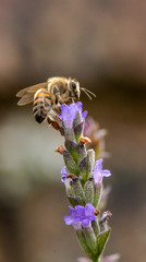 Bee on Lavender