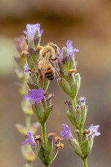 Bee on Lavender
