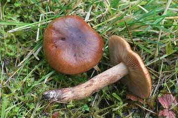 Tricholoma albobrunneum, a knight mushroom from Finland with no common english name