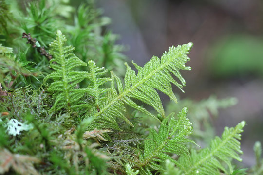 Ptilium crista-castrensis, known as the knights plume moss or ostrich-plume feathermoss