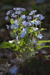 forget me not flower