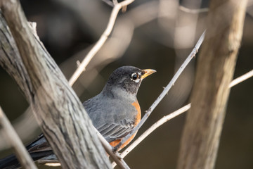 American Robin on Branch in Springtime