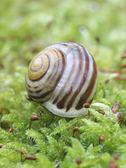 Cepaea hortensis, known as garden banded snail or white-lipped snail, photographed in March in Finland