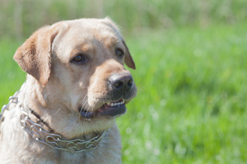 Dog Labrador Retriever lies on the grass, outdoor recreation. Favorite Pet
