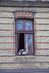 The dog looks out the window, quarantined during the virus.