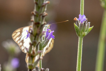Butterfly on Lavender