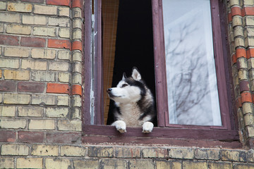 The dog looks out the window, quarantined during the virus.