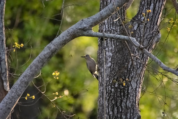 Woodpecker