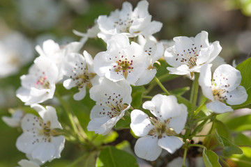 pear blossoms over blurred nature background. Spring flowers. Spring Background with bokeh