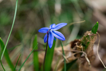 Squill Flowers in Bloom in Springtime