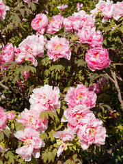 (Paeonia suffruticosa) Bloom of pink and red flowers of a tree peony in a garden in early spring