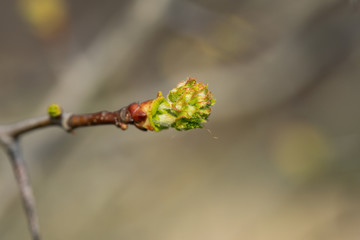 Hawthorn Leaves Sprouting in Springtime