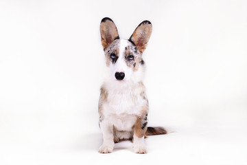 A blue merle corgi with big ears and funny fur stains. Cardigan welsh corgi dog with bright eyes. Close up, copy space for text, background.