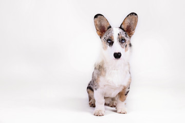 A blue merle corgi with big ears and funny fur stains. Cardigan welsh corgi dog with bright eyes. Close up, copy space for text, background.