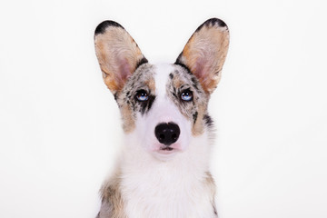 A blue merle corgi with big ears and funny fur stains. Cardigan welsh corgi dog with bright eyes. Close up, copy space for text, background.