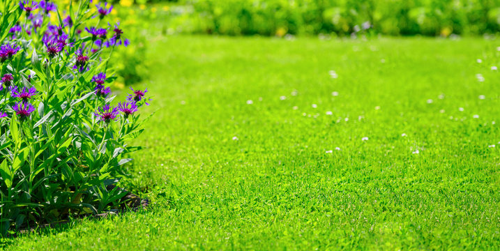 Wide horizontal landscape of a green lawn and flowerbed with violet cornflowers in a beautiful summer garden (copy space)