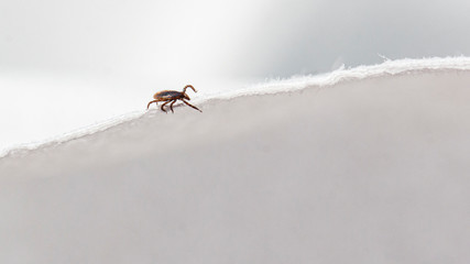 a tick runs on a paper towel