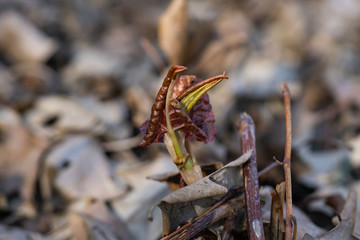 Japanese Knotweed Sprouting in Springtime