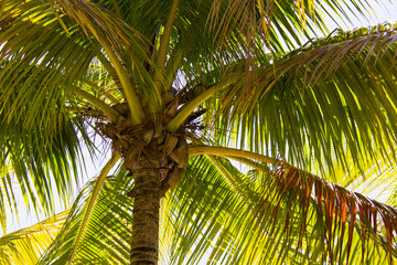 palm leaves in sunny background