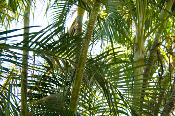 palm trees with leaves in sunny background