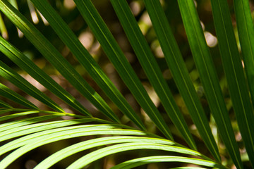  green palm leaves, in the foliage background