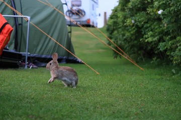 rabbit in the grassy campground